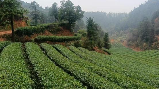 背后的乡村振兴答卷株洲醴陵：一杯清茶(图2)