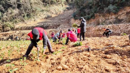 背后的乡村振兴答卷株洲醴陵：一杯清茶(图3)